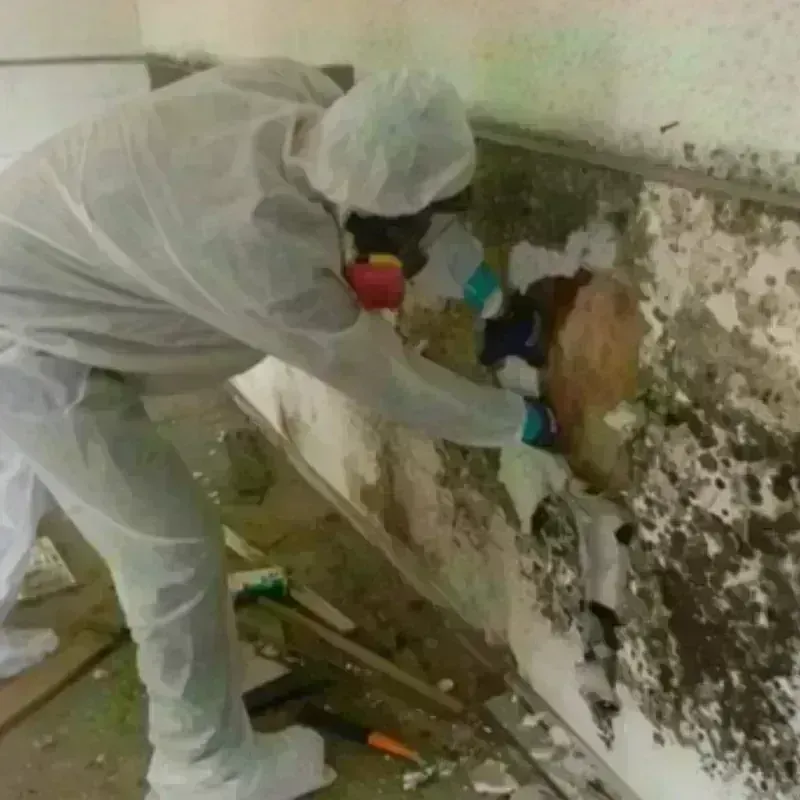 Mold Remediation and Removal in Mercedes, TX